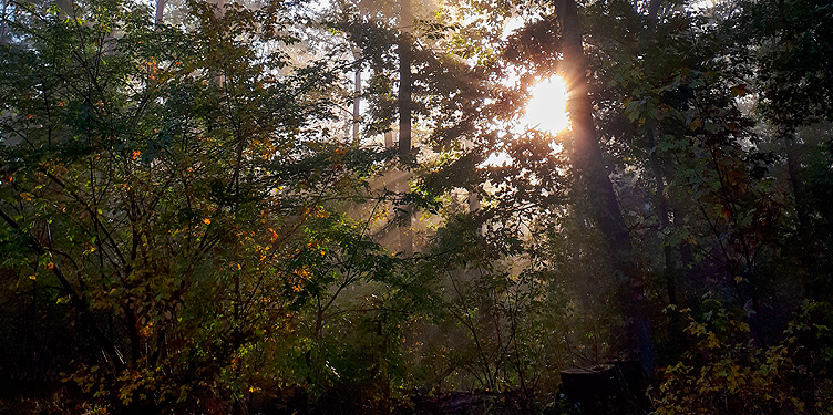 Sonnenstrahlen in einem Wald