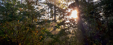 Sonnenstrahlen in einem Wald