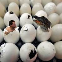Fotomontage mit weißen Eiern, aus einem Ei schlüpft ein Mann, aus einem eine kleine Echse